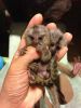 Lovely Baby Marmoset Monkeys Sale xxxxxxxxxx