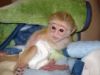 Well socialized Marmoset Monkeys