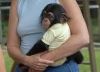 Family faced Chimpanzee