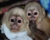 health Capuchin monkey available