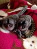 Cute Capuchin monkeys For new homes