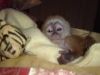 Potty Trained Monkey Tiny, Cute, (xxx) xxx-xxx7