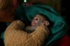 baby Capuchin monkeys Lovely