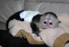Well tamed female baby capuchin monkeys