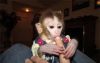 Usda License White Face Capuchin Monkeys