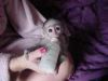 Adorable capuchin monkeys for a new home!!