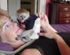 Capuchin and Marmoset Monkey
