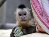 Finger Marmosets And Capuchin Monkeys