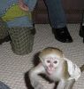 Beautiful Face Baby Capuchin Monkeys Available