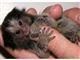 Baby Marmosets For New Home