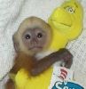 Healthy Capuchin Monkeys for you.