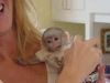 We Have Adorable Baby Capuchin Monkeys