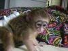 capuchin monkey available for adoption