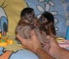 * Capuchin And Marmoset Baby Monkeys-xxx-xxx-xxxx