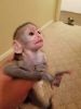 Baby Capuchin And Marmoset Monkeys- xxx-xxx-xxxx