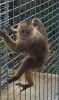 Capuchin Monkeys Available for Adoption