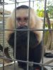 capuchins at the Monkey for you