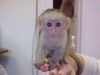 Baby Capuchin monkey wearing diapers ready call me