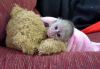 Capuchin Monkeys Phone: xxxxxxxxxx