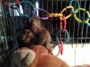 Charming baby Capuchin monkeys FREE