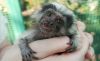 Pygmy Marmoset Monkeys For Adoption
