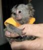 Cute Lovely Pygmy Marmoset Ready To Go Now