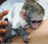 sweet Capuchin Monkeys..