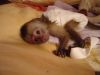 Female Adorable and Sweet Capuchin