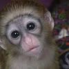 for a Capuchin monkey contact today can discuss