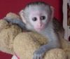 Capuchin babies for adoption.