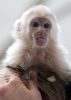 Capuchin Monkeys For Sale. Text(xxx) xxx-xxx2