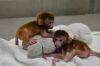 (xxx) xxx-xxx4 Lovely Adorable Capuchin Monkeys