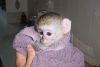 White Face Capuchin Monkeys