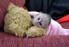 Adorable Capuchin and Squirrel Monkeys