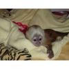Gorgeous Capuchin Monkeys Now Available