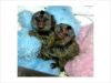 Marmoset Monkeys For Adoption