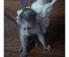 Baby Capuchin Monkeys Available At xxxxxxxxxx