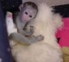 sweet twin baby capuchin monkeys