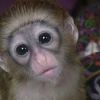 I have 2 Capuchin babies for adoption. They are vet check and having a
