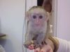 14 weeks old male and female Capuchin monkeys for for your family, the