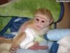 Adorable Capuchin monkeys for adoption