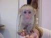 Lovely capuchin monkey for new homes