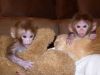 Adorable Capuchin and Squirrel Monkeys