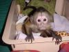 Cute baby face capuchin monkey available for X-Mas
