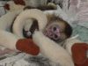 Cute baby Capuchin Monkeys For Re-homing for X-Mas