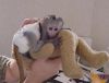 Baby Handfed Capuchin Monkey