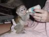 Capuchin monkey ready for a good home
