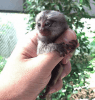 Affectionate Marmoset and Capuchin monkeys . They are wonderful and am