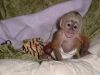 we have this male baby capuchin for a home text xxxxxxxxxx or call
