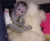 Male and female capuchin monkey for adoption